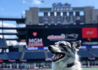 Conoce a Boyd, el peculiar miembro de los Patriots