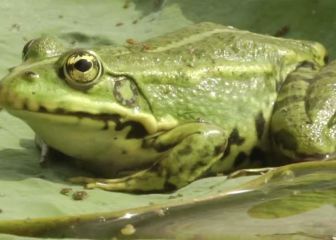 El veneno del sapo le cambió la vida a Mike Tyson