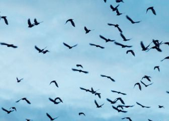 La ciudad que es invadida por cuervos y usará láseres para combatirlos