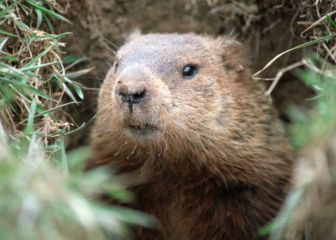 Día de la Marmota: Historia y origen de la tradición