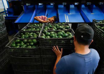 USA reanuda importación de aguacates mexicanos