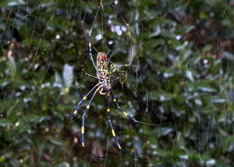 ¡Como película de terror! Araña gigante amenaza al este de USA
