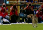 Un perro paró el Rosario-River para hacer sus necesidades