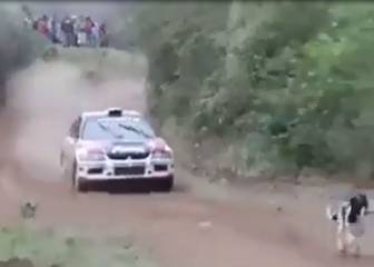 Perro salva la vida al pasarle por arriba un coche de rally