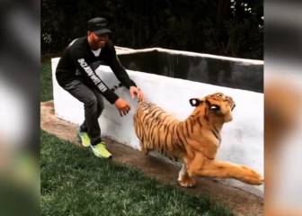 Never sneak up on a tiger...unless you're Lewis Hamilton