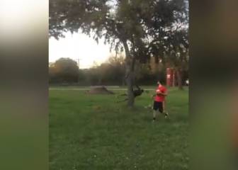 Contenido extremo: se 'estampa' en un árbol y a dormir la siesta