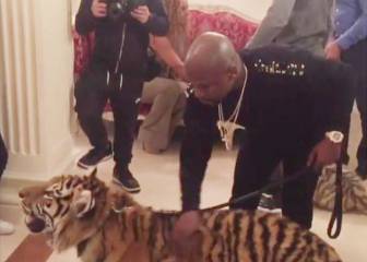 Mayweather supera todas sus locuras: ¡se lleva sus tigres a un hotel de Moscú!