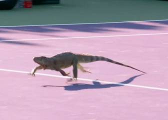 Iguana stops play in Miami Open first-round match