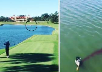 Increíble: mata, sin querer, un pato con un bolazo de golf