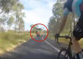 Cyclist collides with kangaroo