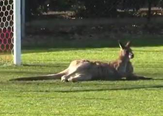 Un canguro interrumpe partido en las inferiores de Australia
