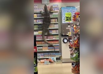 Un lagarto gigante es captado dentro de un supermercado