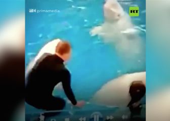 Escándalo en Rusia: un entrenador ataca a dos belugas en un oceanario