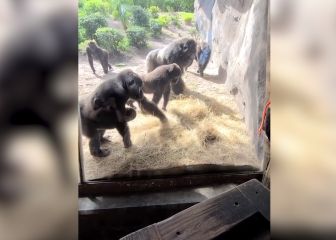 La viral reacción de unos gorilas al ver una serpiente