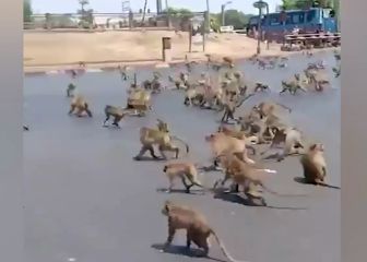 Una pelea entre dos bandas de monos invade y colapsa la ciudad: las imágenes son escalofriantes