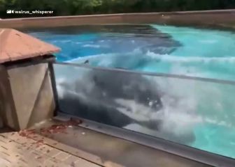 La terrible escena de una orca en cautiverio golpeándose