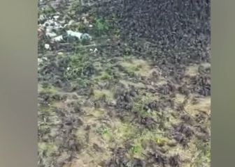 Centenares de pájaros aparecen muertos en un cementerio