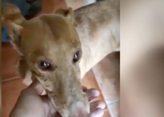 Los perros rescatados de La Palma están bajo custodia oficial tras una llamada anónima