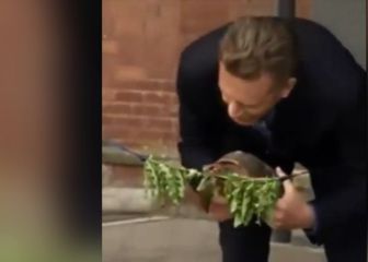 Lo más raro de Internet: una tortuga inaugura un laboratorio