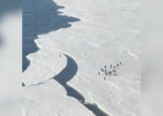 El vídeo de este pingüino en apuros es mundial: ¡Óscar al mejor suspense!
