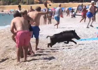 Un jabalí muerde a una mujer en una playa de Alicante